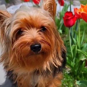 Meet your Posher, Iris